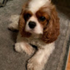 Meet your Posher, Elena